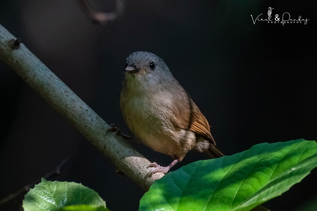 Brown-cheeked Fulvetta
